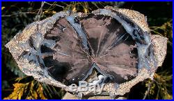 SiS MY FINEST Large 8+ Blue Forest Petrified Wood Round SUPER BLUE AGATE