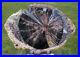 SiS_MY_FINEST_Large_8_Blue_Forest_Petrified_Wood_Round_SUPER_BLUE_AGATE_01_edld