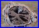 SiS_MY_FINEST_Large_8_Blue_Forest_Petrified_Wood_Round_SUPER_BLUE_AGATE_01_sqc
