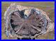 SiS_MY_FINEST_Large_8_Blue_Forest_Petrified_Wood_Round_SUPER_BLUE_AGATE_01_suz
