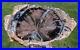 SiS_MY_FINEST_Large_8_Blue_Forest_Petrified_Wood_Round_SUPER_BLUE_AGATE_01_wfbu