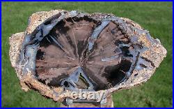 SiS MY FINEST Large 8 Blue Forest Petrified Wood Round SUPER BLUE AGATE