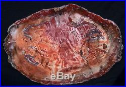 SiS MY MOST SPECTACULAR COLOR 31 Petrified Wood Wall Art Slab BREATHTAKING