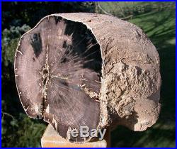 SiS MY VERY BEST 10+ lb. Wyoming Crazy Horse Petrified Wood Log