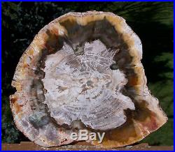 SiS NEW YELLOW, RED & GREEN Madagascar Petrified Wood Slab TRULY INCREDIBLE