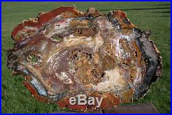 SiS ODDLY PRESERVED 16+ Hubbard Basin Petrified Wood Slab CRAZY INCLUSIONS