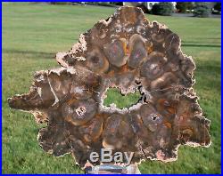 SiS OUTSTANDING African Rhexoxylon mirror polished slab RARE & ANCIENT