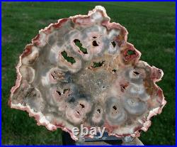 SiS OUTSTANDING COLOR 6 African Rhexoxylon Mirror Polished Slab RARE & ANCIENT