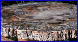 SiS PEACHY PERFECT 12 Madagascar Petrified Wood Round TRULY SPLENDID