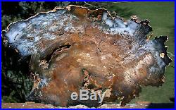SiS PHENOMENAL 15+ Hubbard Basin Petrified Wood Round TRULY MUSUEUM GRADE