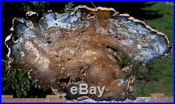 SiS PHENOMENAL 16 Hubbard Basin Petrified Wood Round TRULY MUSEUM GRADE