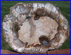 SiS PICTURE PERFECT Araucaria 13 Madagascar Petrified Wood Round BRILLIANT