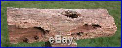 SiS PREMIUM QUALITY 10+ lb. Petrified Wood Log DRAMATIC African DADOXYLON