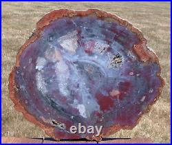 SiS PURPLE BLUE & GRAY 15+ Arizona Petrified Wood Conifer Round with AGATE GEODE