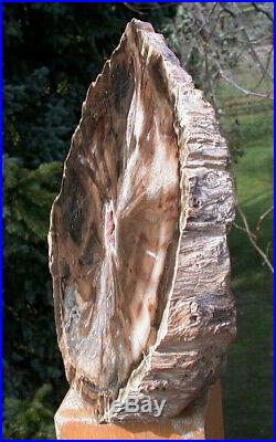 SiS Petrified Wood Log MASSIVE 9 WOODWORTHIA Fossil Sculpture