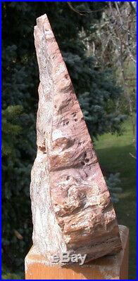 SiS Petrified Wood Log MASSIVE 9 WOODWORTHIA Fossil Sculpture