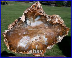 SiS QUADRUPLE HEARTED 17 Hubbard Basin Petrified Wood Round XTRA Thick Slab