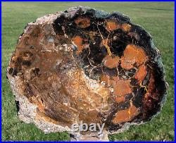 SiS QUITE RARE Black & Gold 11+ Petrified Wood Round from CHINA