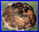 SiS_QUITE_RARE_Black_Gold_11_Petrified_Wood_Round_from_CHINA_01_qp