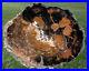 SiS_QUITE_RARE_Black_Gold_11_Petrified_Wood_Round_from_CHINA_01_toqz