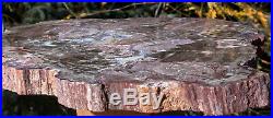 SiS RARE 16+ Arizona FUNGUS INVADED Petrified Wood Full Round Museum Piece
