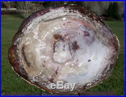 SiS RARE & COLORFUL Large 16 Petrified Wood Round from CHINA