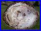 SiS_RARE_COLORFUL_Large_16_Petrified_Wood_Round_from_CHINA_01_mgky
