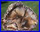 SiS_RARE_ESTATE_FIND_HUGE_26_Knotty_Oregon_Fossil_Pine_Petrified_Wood_Round_01_rn