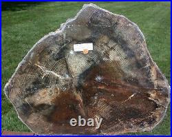 SiS RARE ESTATE FIND! HUGE 26 Knotty Oregon Fossil Pine Petrified Wood Round