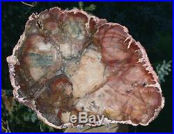 SiS RARE & MYSTERIOUS Madagascar Petrified Wood Round Rhexoxylon Unknown