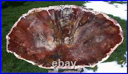 SiS RARE & MYSTERIOUS Madagascar Petrified Wood Round Rhexoxylon africanum