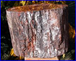 SiS RARE SMALLER 7.7 lb. ARIZONA RAINBOW Petrified Wood Log PERFECT SHAPE
