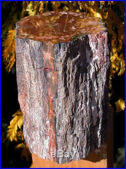 SiS RARE SMALLER 7.7 lb. ARIZONA RAINBOW Petrified Wood Log PERFECT SHAPE