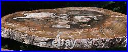 SiS RICH GOLD & OLIVE Colored 13 Madagascar Petrified Wood Round NICE SLAB