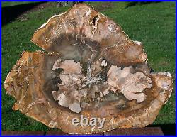 SiS RICH GOLD & OLIVE Colored 15 Madagascar Petrified Wood Round NICE SLAB