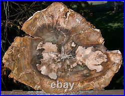 SiS RICH GOLD & OLIVE Colored 15 Madagascar Petrified Wood Round NICE SLAB