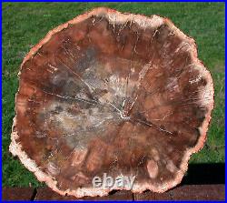 SiS RICH & RUSTY CHESTNUT RED 11 Madagascar Petrified Wood Round BRILLIANT