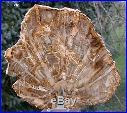 SiS Rhexoxylon africanum EXTREMELY RARE 11 Madagascar Petrified Wood Round