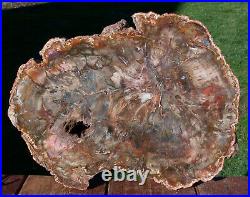 SiS SIMPLY GORGEOUS 14 Madagascar Petrified Wood Round WOW