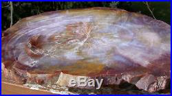 SiS SPECTACULAR PURPLE ORANGE & YELLOW 14 Arizona Petrified Wood Conifer Round