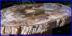 SiS SPLENDID NEW 14 Madagascar Petrified Wood Round BOLDLY COLORFUL SLAB