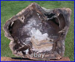 SiS STUNNING 15 Cottonwood Slab Sweet Home Petrified Wood EXQUISITE SLAB