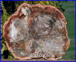 SiS SUPERIOR QUALITY 14 Madagascar Petrified Wood Round Warm Rich Color