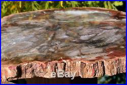 SiS SUPERIOR QUALITY 14 Madagascar Petrified Wood Round Warm Rich Color
