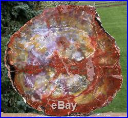SiS SUPER COLORFUL RAINBOW 17 Arizona Petrified Wood Conifer Round -TABLE TOP