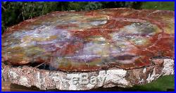 SiS SUPER COLORFUL RAINBOW 17 Arizona Petrified Wood Conifer Round -TABLE TOP
