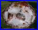 SiS_TRULY_MAGNIFICENT_Large_18_Petrified_Wood_Round_from_CHINA_01_gc