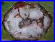 SiS_TRULY_MAGNIFICENT_Large_18_Petrified_Wood_Round_from_CHINA_01_mowq