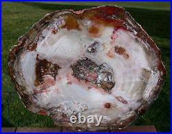 SiS TRULY MAGNIFICENT Large 18 Petrified Wood Round from CHINA