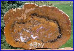 SiS ULTRA-RARE 13+ Petrified Wood Round from India FASCINATING SLAB